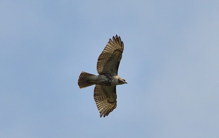 Red-tailed hawk over Fairhope JAN 26 2025