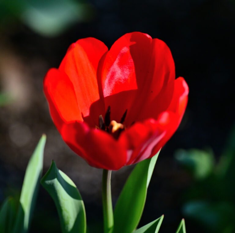 Tulips in Fairhope