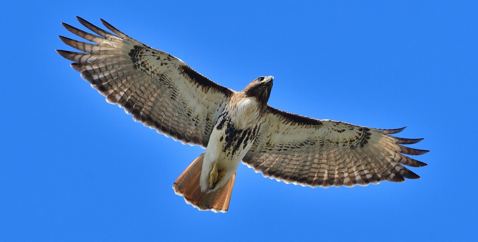 Red-tailed hawk over Fairhope