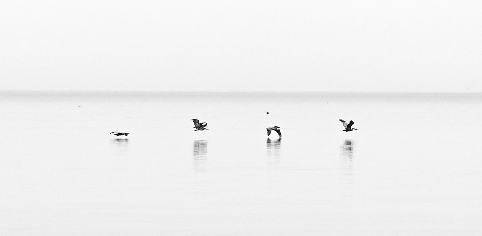 Pelicans on Mobile Bay FEB 04 2025