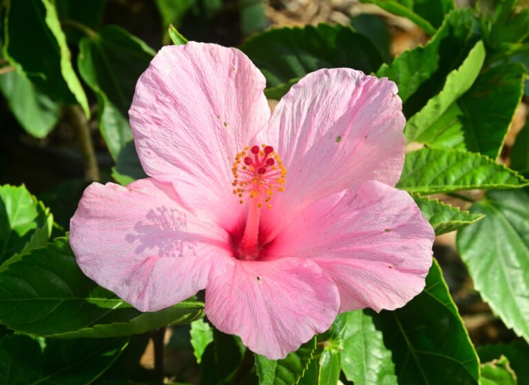 Fairhope Farmer’s Market