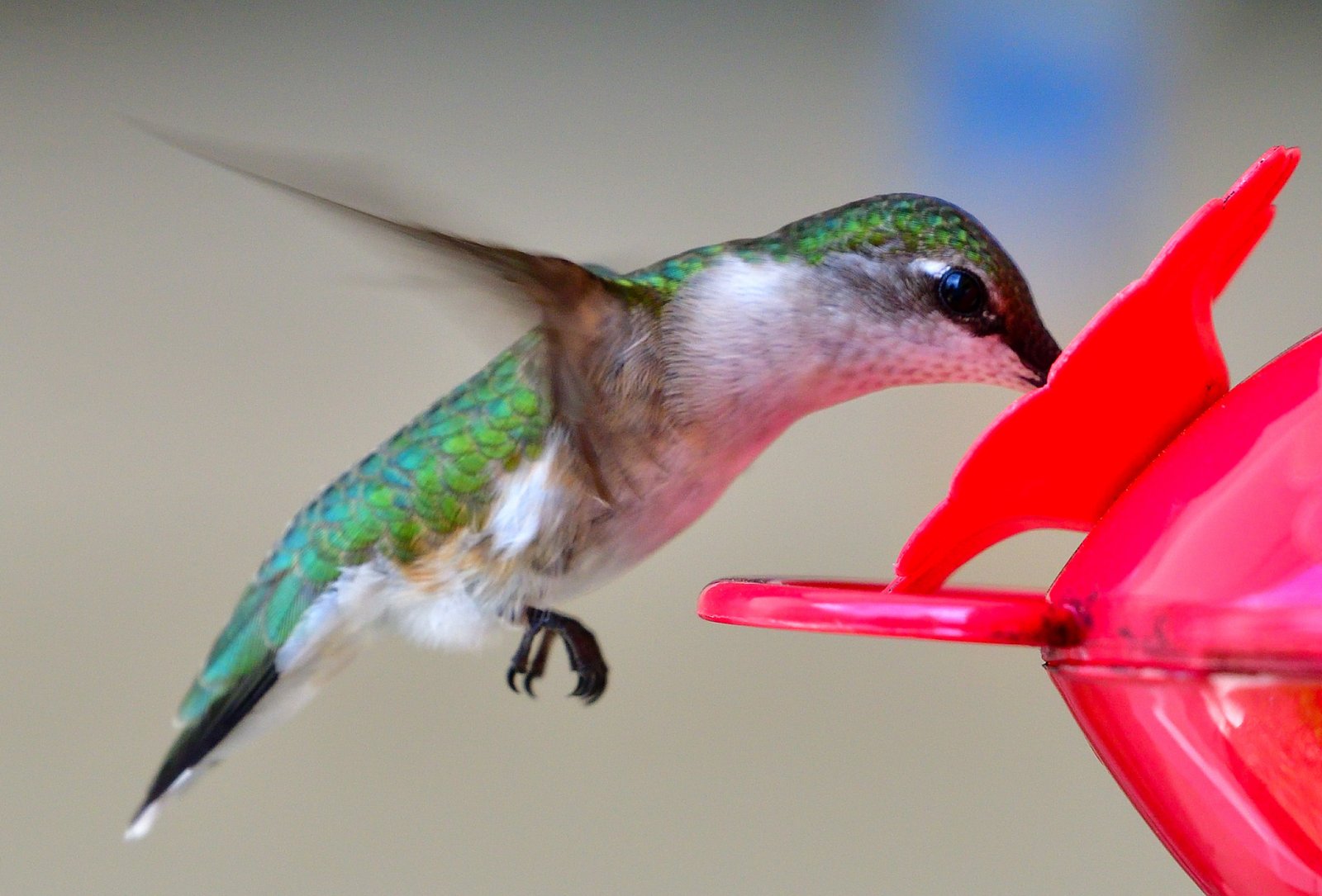 Hummingbird