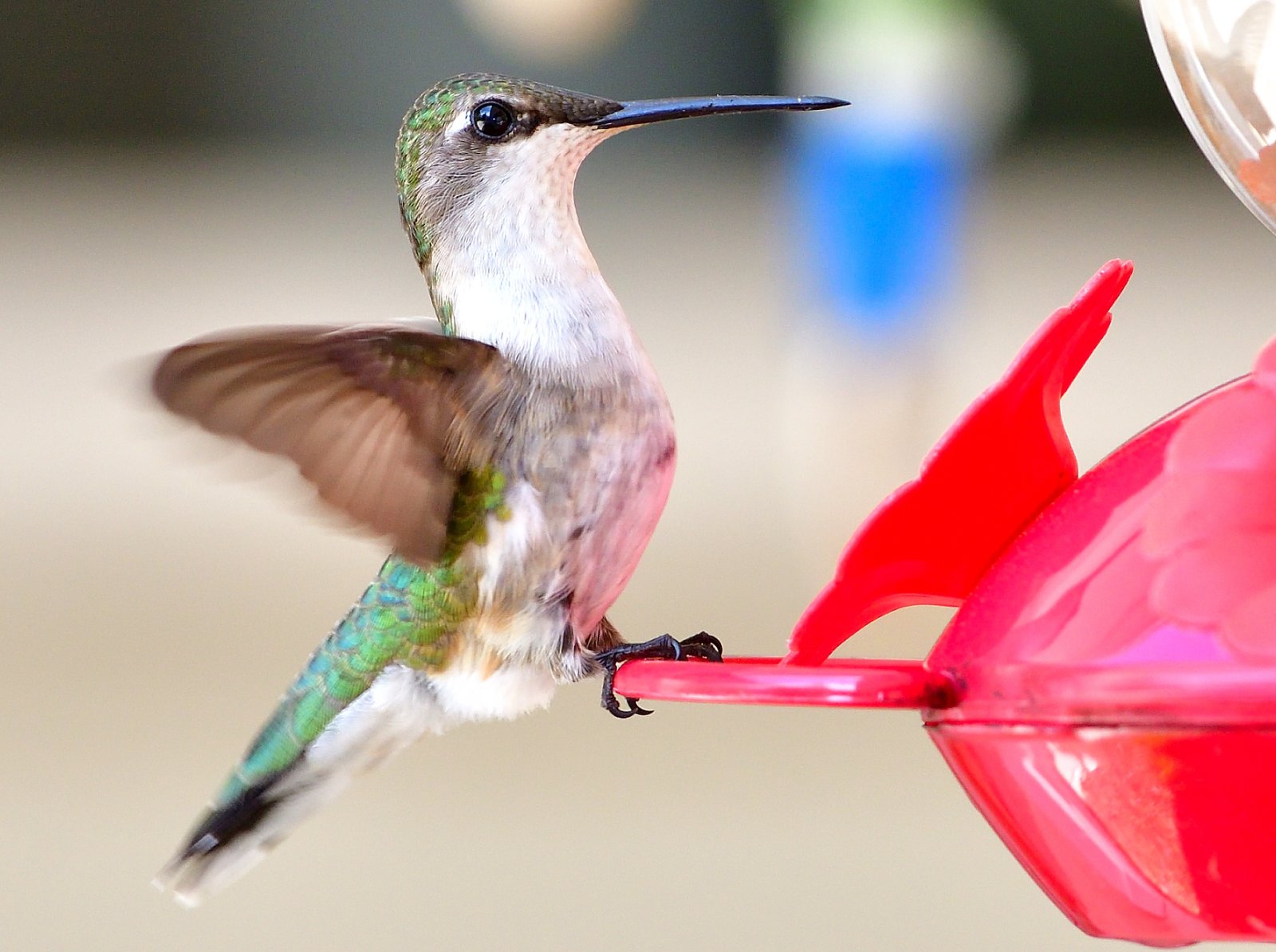 Hummingbird