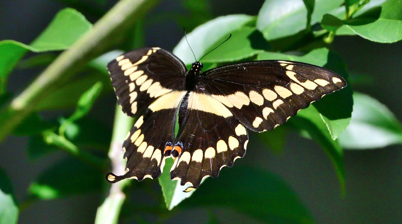 Swallowtail Butterfly