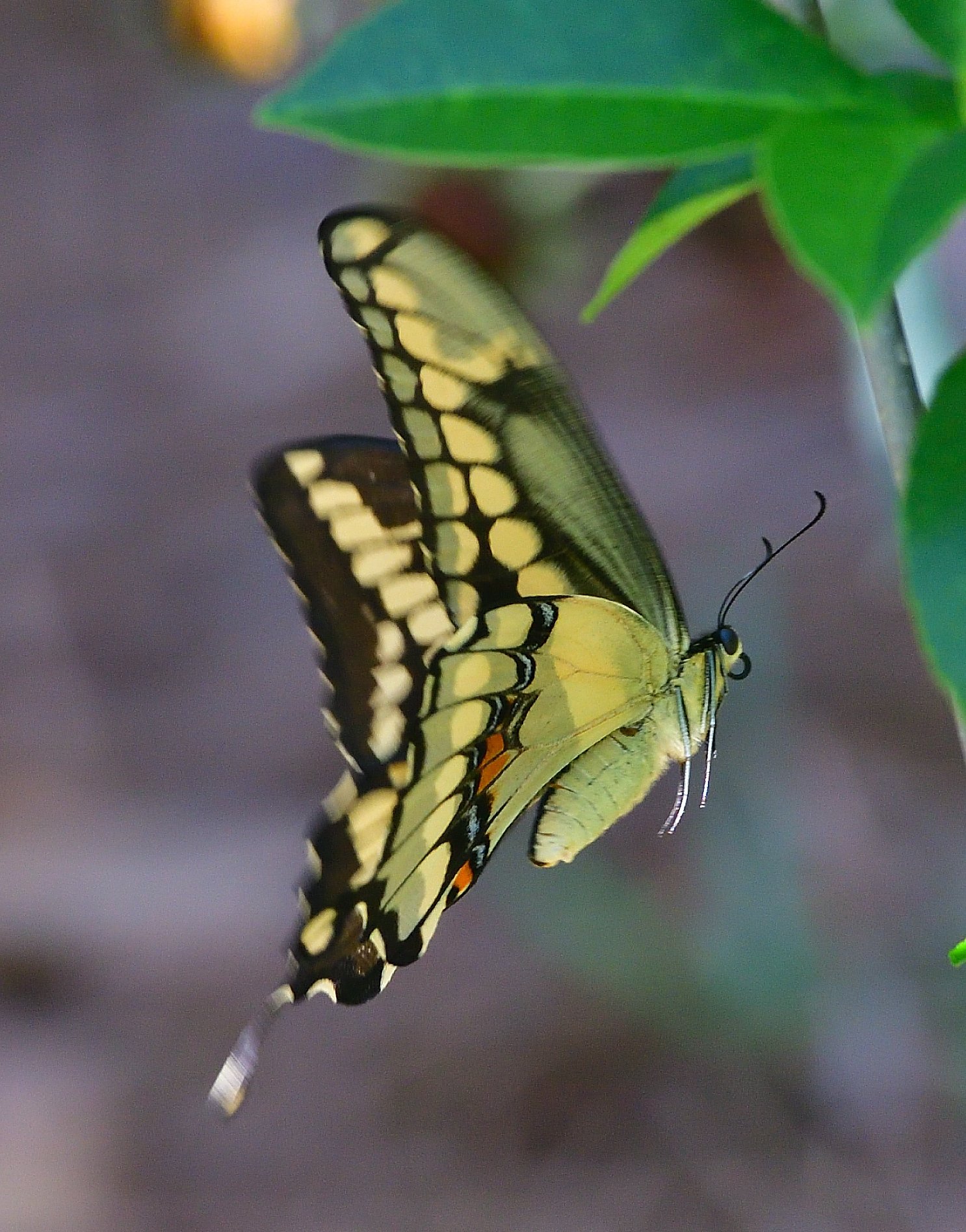 Swallowtail Butterfly