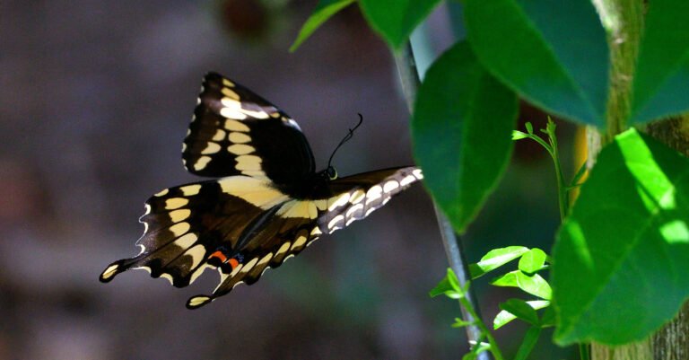 Swallowtail Butterfly