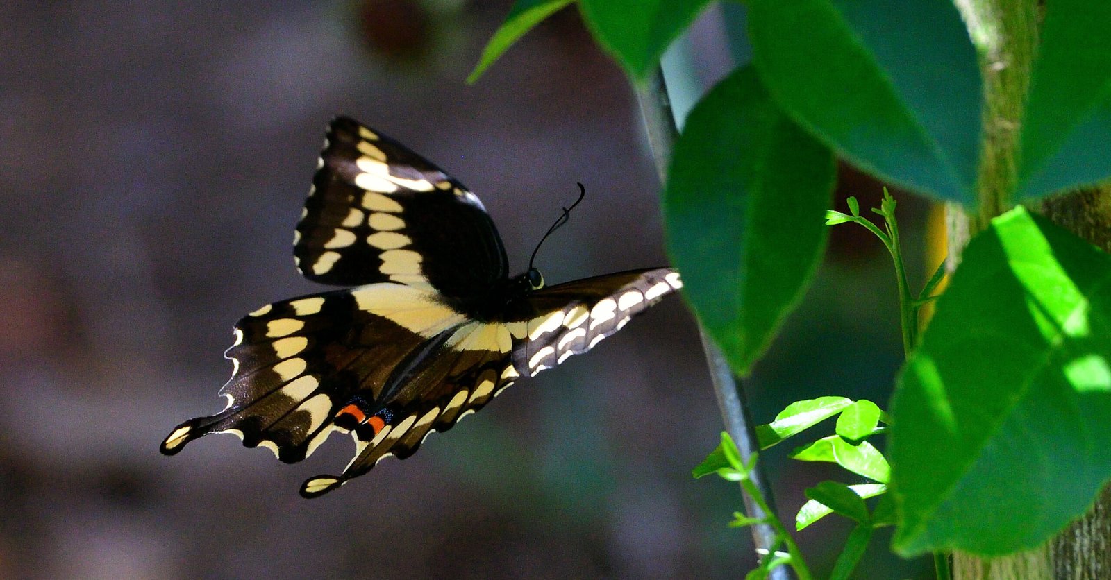 Swallowtail Butterfly