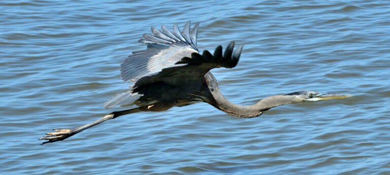 Blue Heron