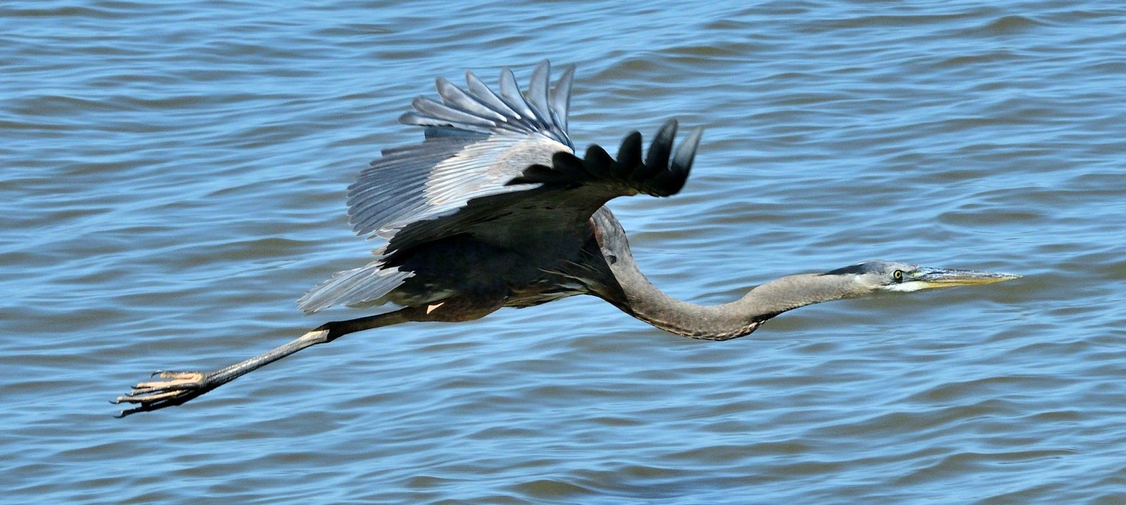Blue Heron