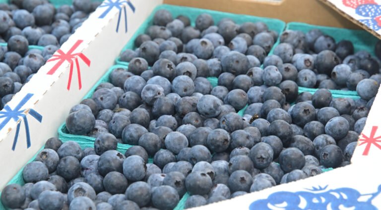 June 12th Farmer’s Market Fun