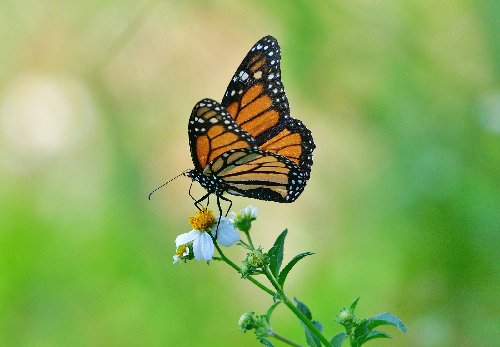 Monarch in Fairhope, Alabama