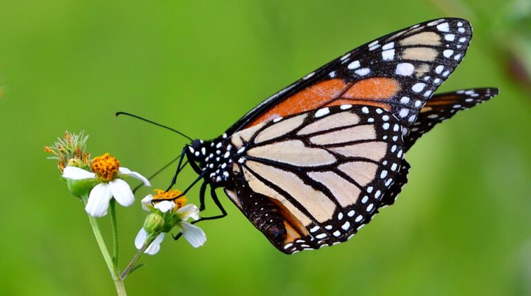 Monarch in Fairhope, Alabama