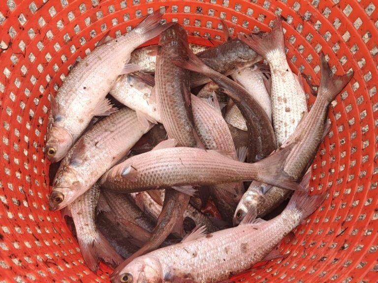 Mullet catch in Fairhope, Alabama