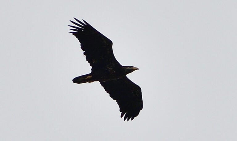 Bald eagle over Fairhope OCT 30th 2025