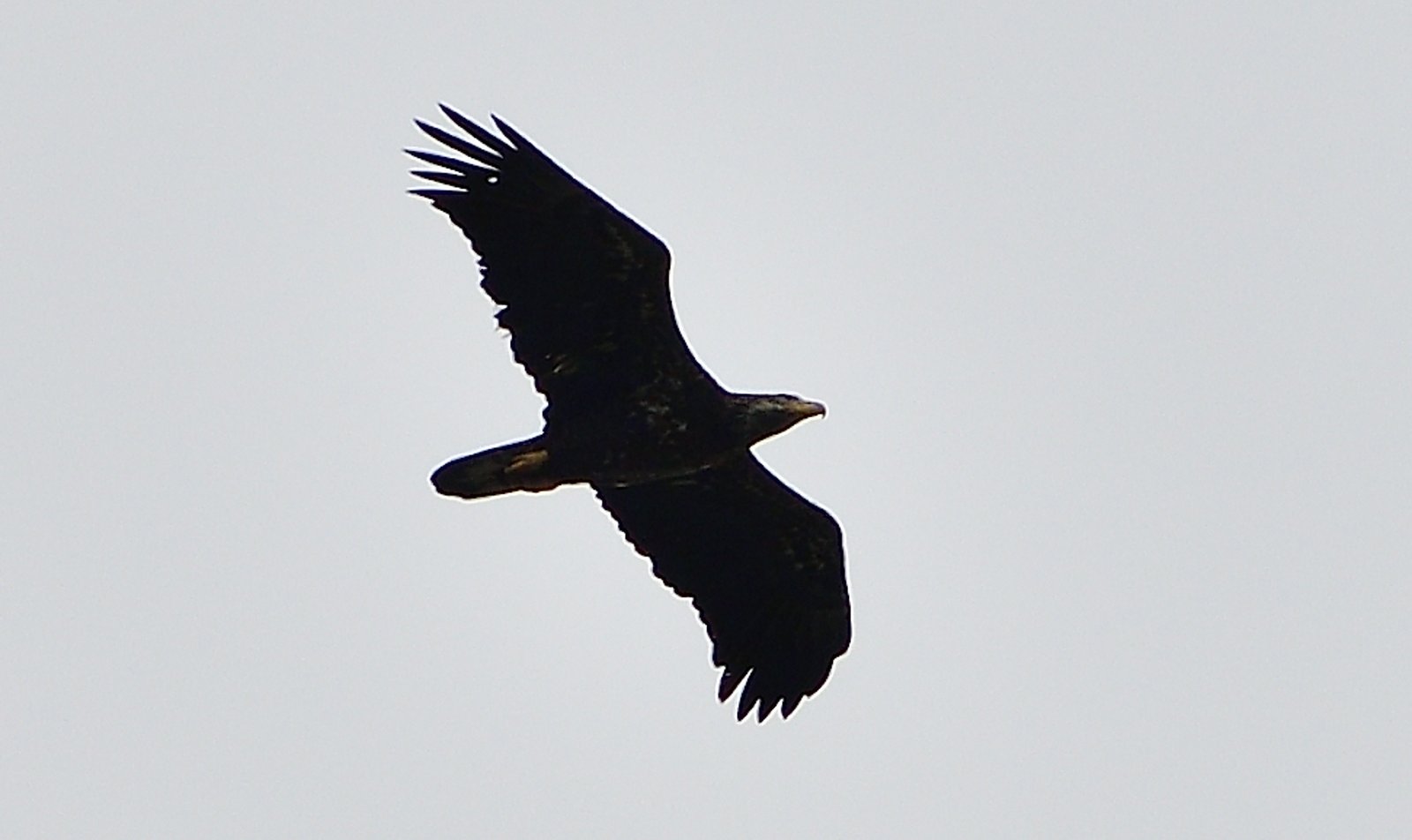 Bald eagle over Fairhope OCT 30th 2025