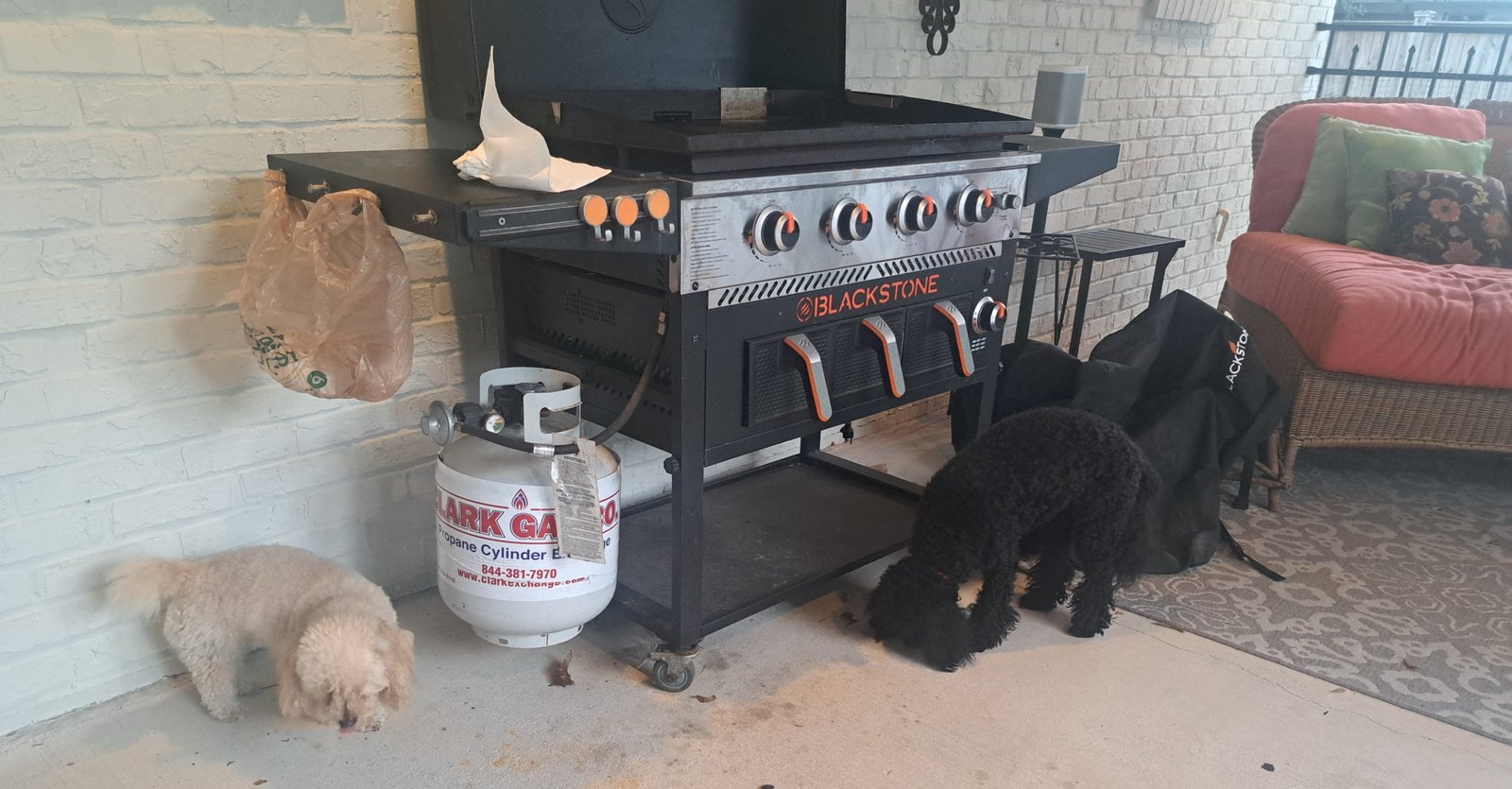 Poodles at Black's Cafe in Fairhope