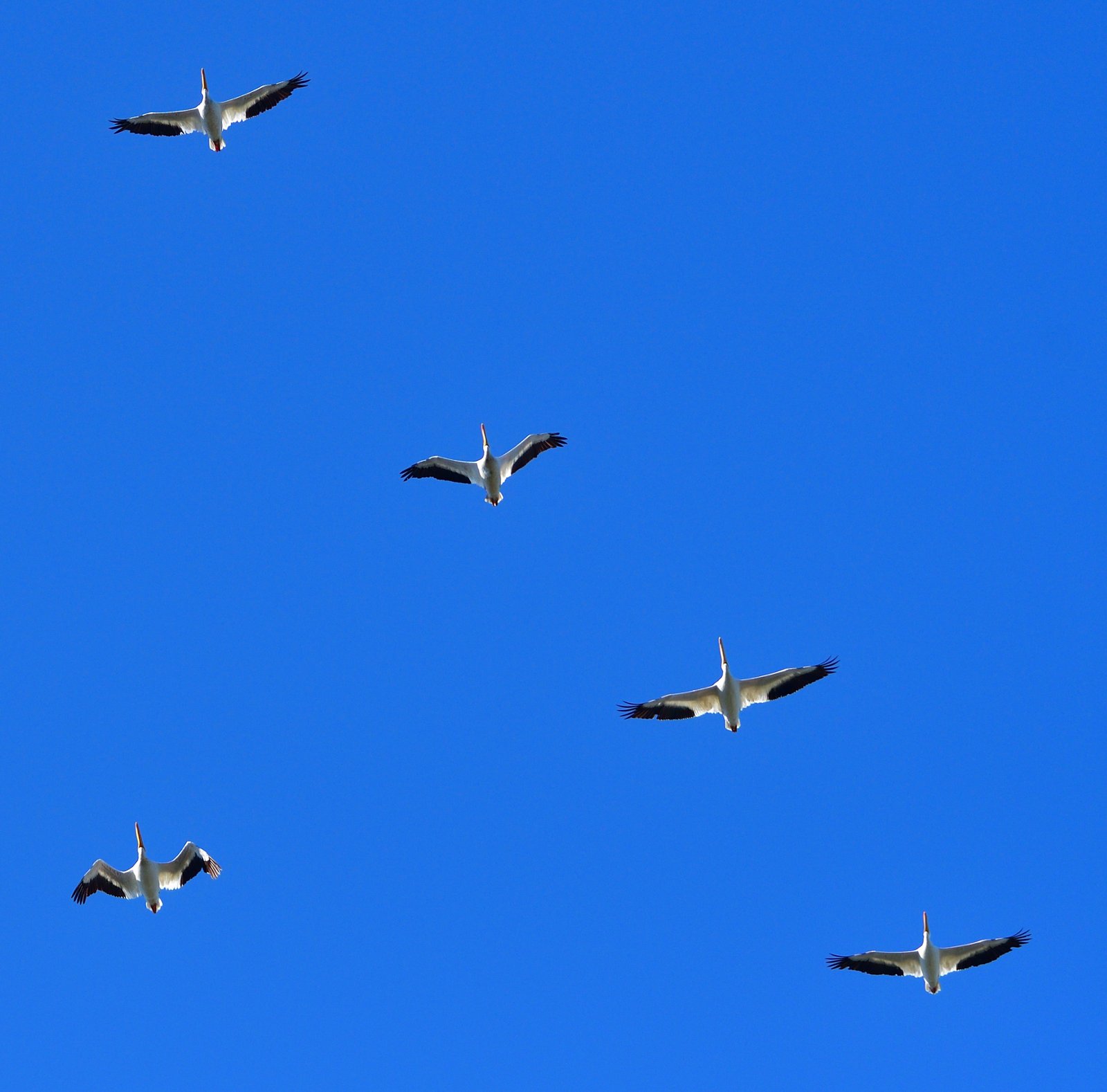 Pelicans over Fairhope, Alabama