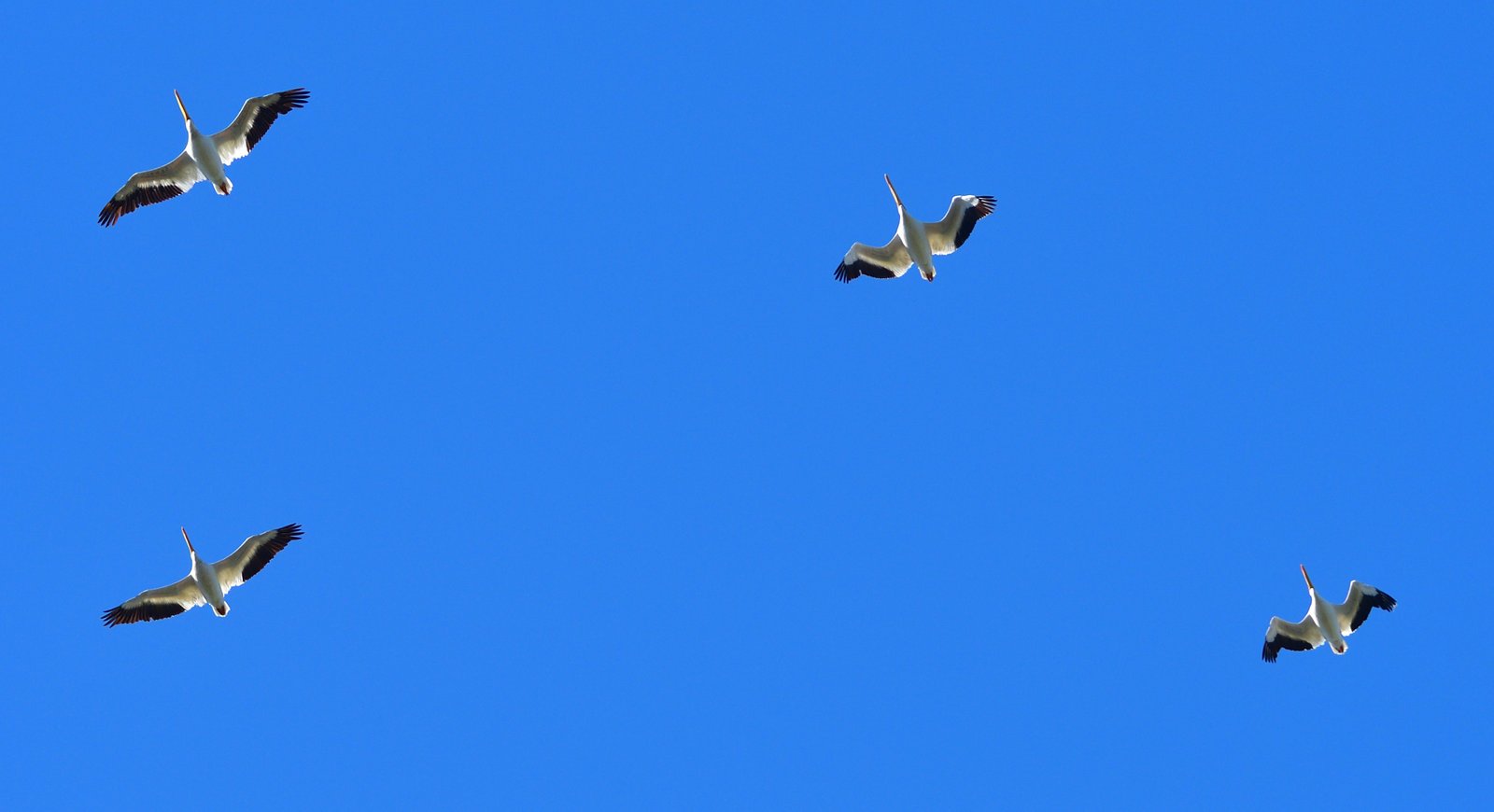 Pelicans over Fairhope, Alabama