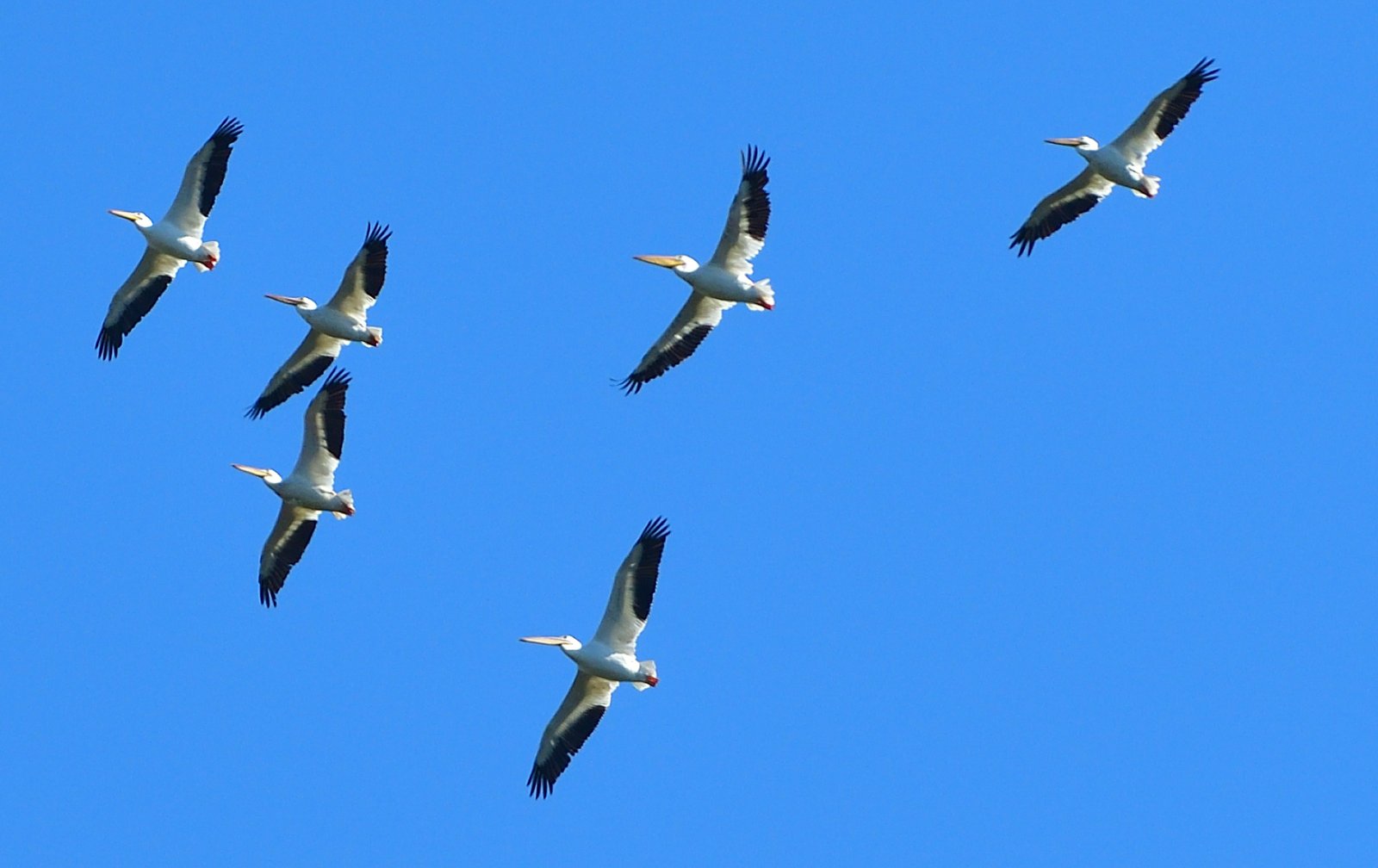 Pelicans over Fairhope, Alabama