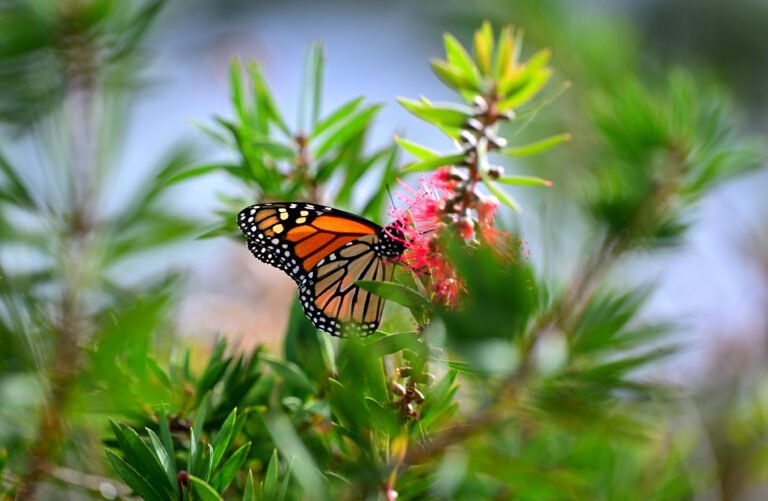 Monarch Butterflies at The Grand Hotel in Point Clear, Alabama