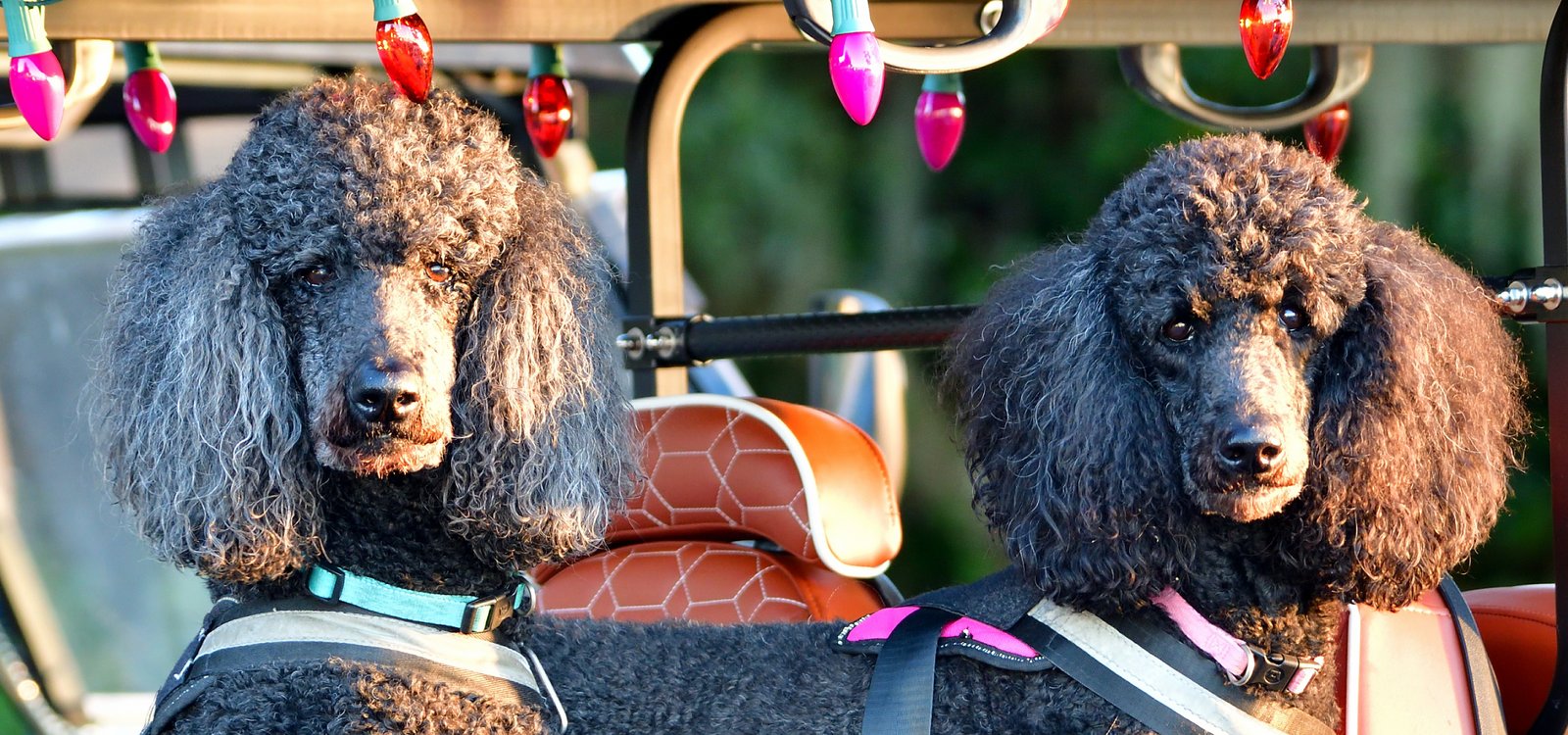 Bordeaux and Lillette, poodles in Fairhope, Alabama