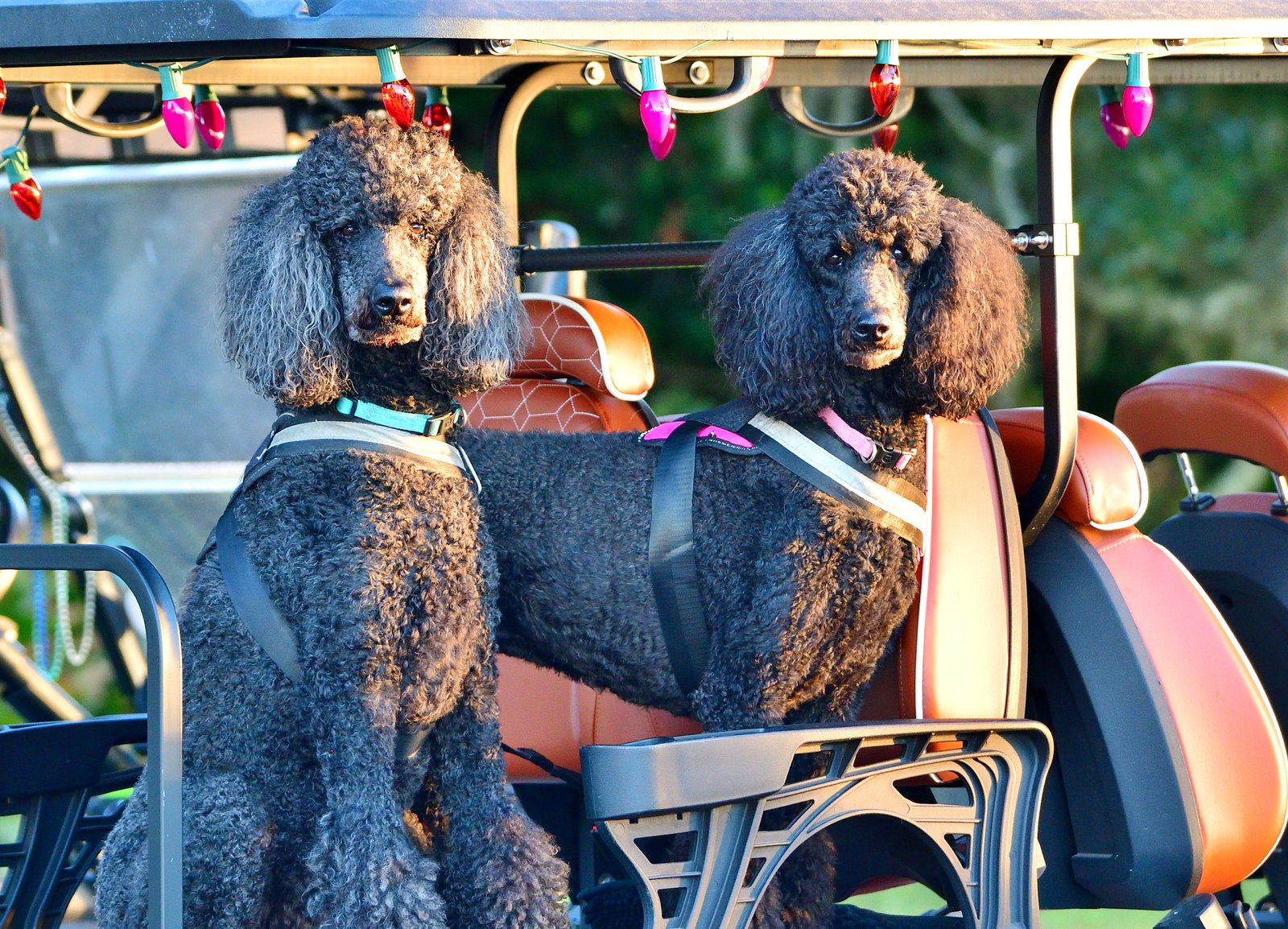 Bordeaux and Lillette, poodles in Fairhope, Alabama
