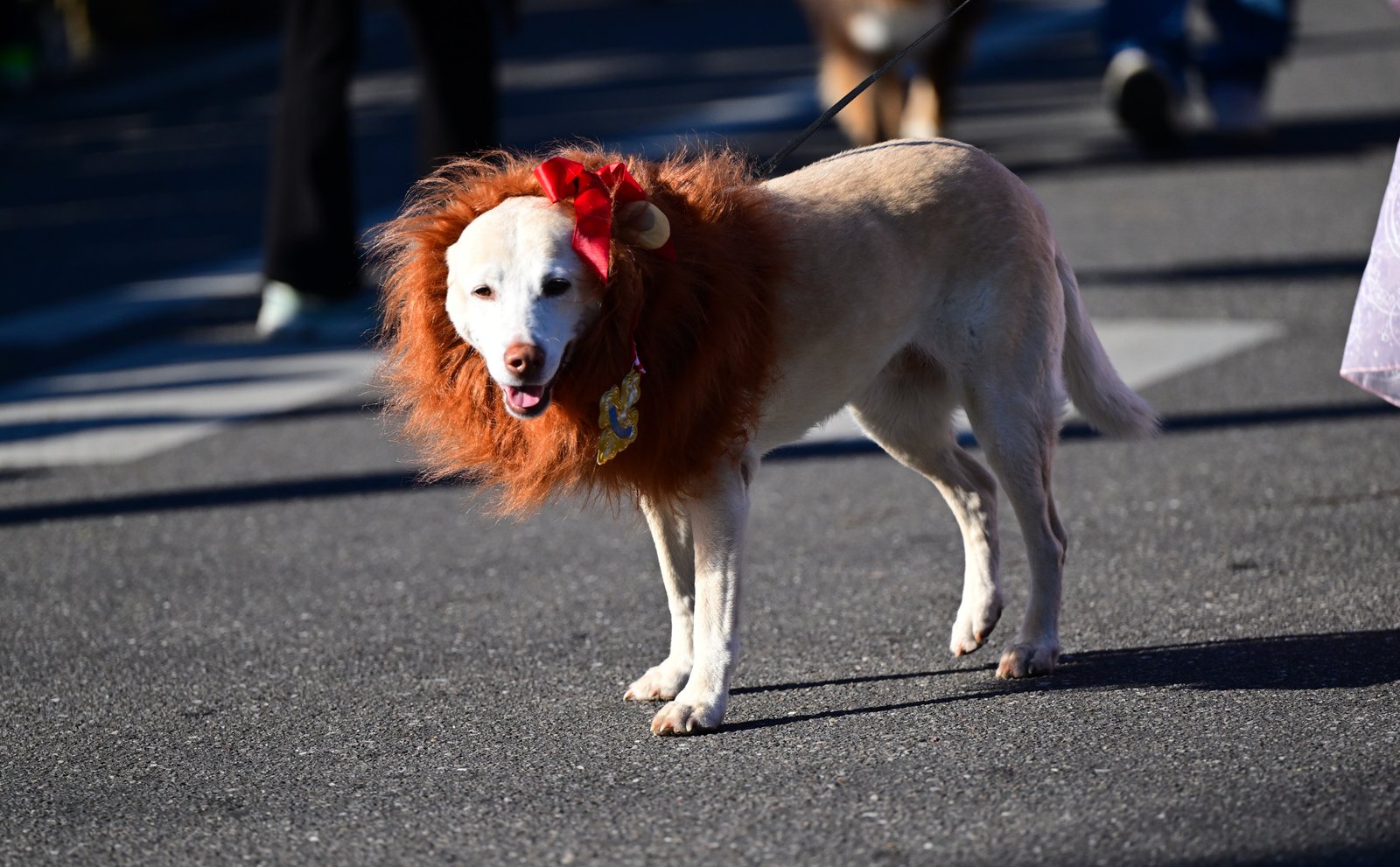 Fairhope’s Mystic Mutts of Revelry parade FEB 7th 2026