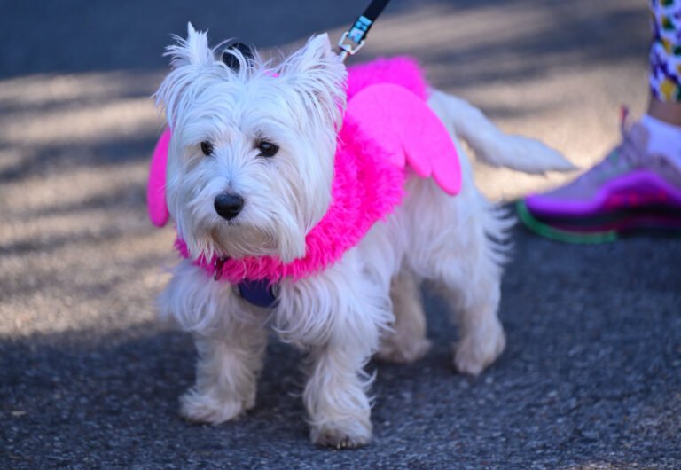 Fairhope’s Mystic Mutts of Revelry parade FEB 7th 2026