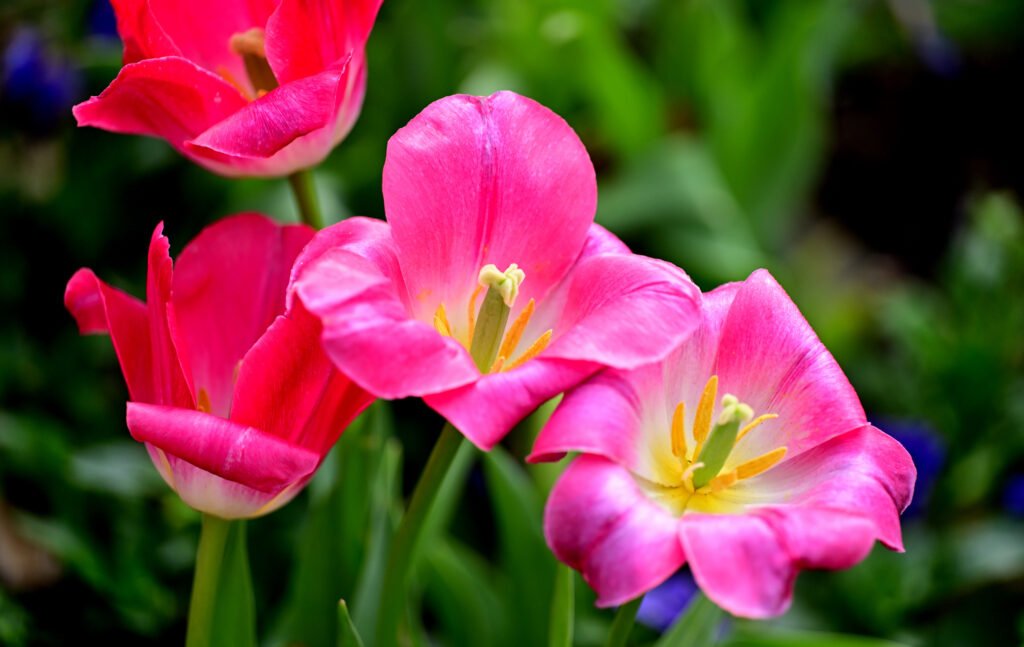 February flowers in Fairhope