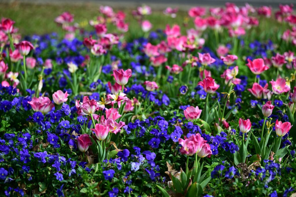 February flowers in Fairhope