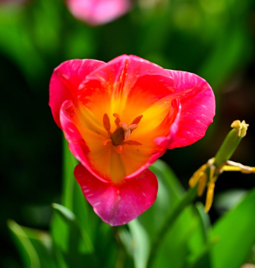 February flowers in Fairhope