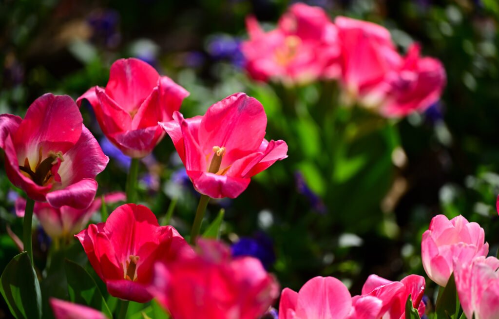 February flowers in Fairhope