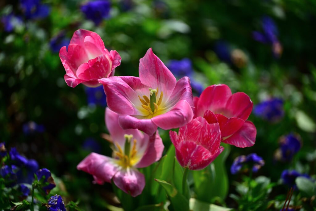 February flowers in Fairhope