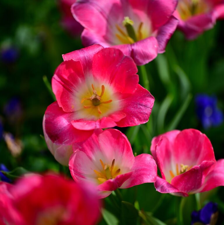 February flowers in Fairhope