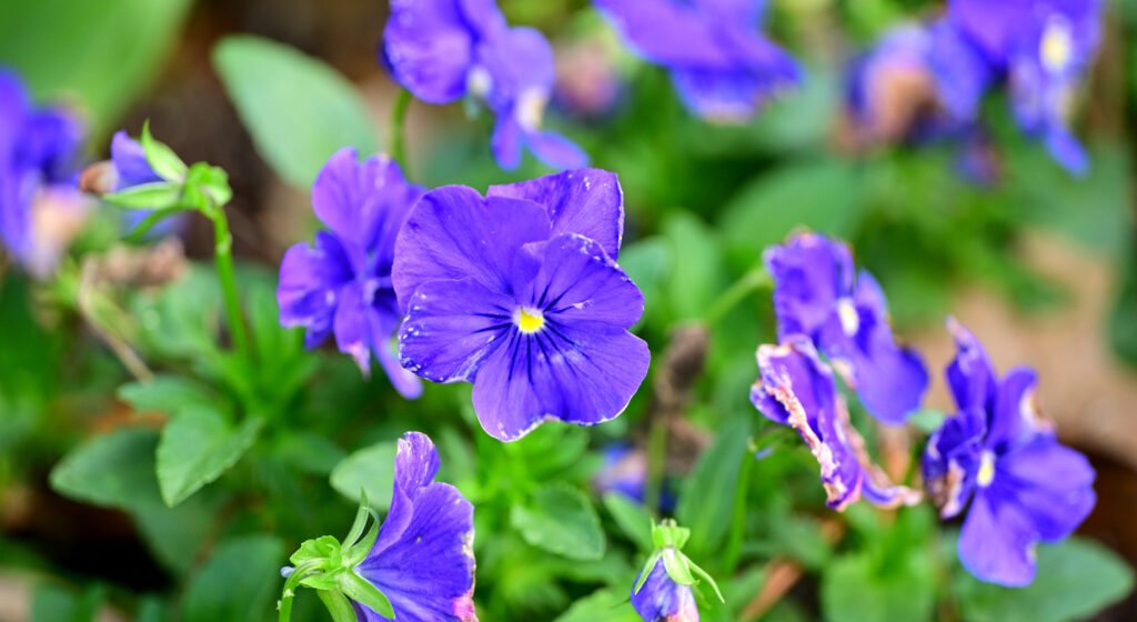February flowers in Fairhope