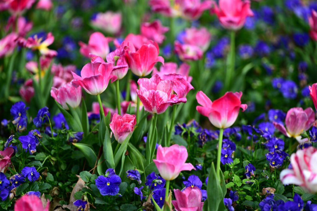 February flowers in Fairhope