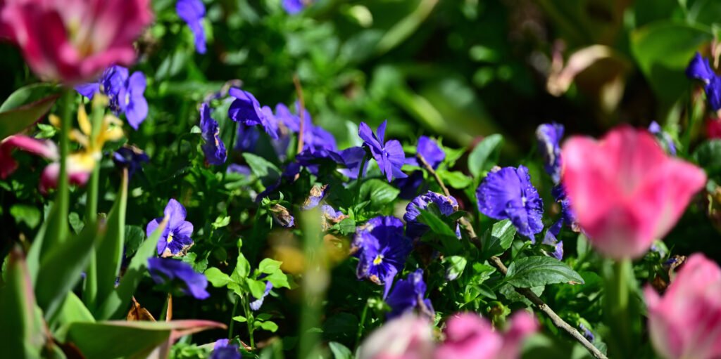 February flowers in Fairhope