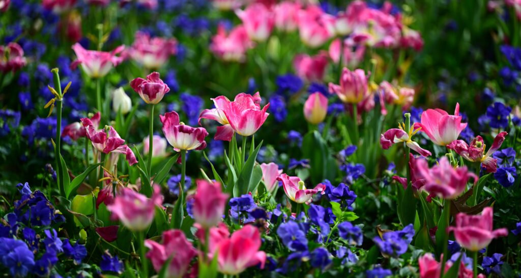 February flowers in Fairhope