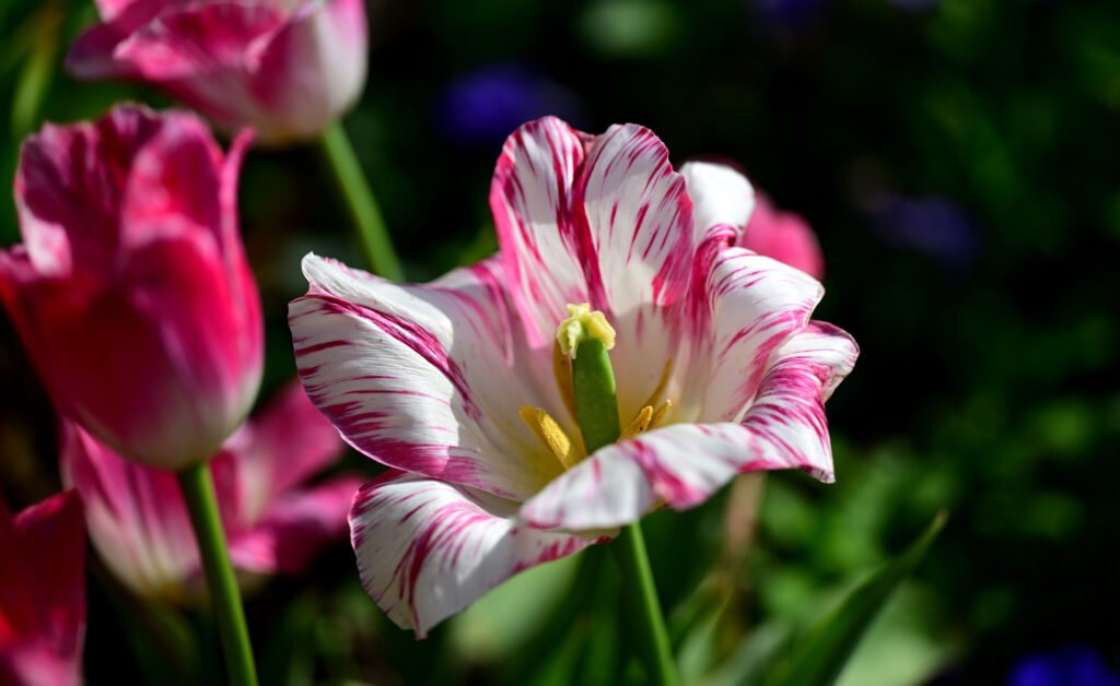 February flowers in Fairhope