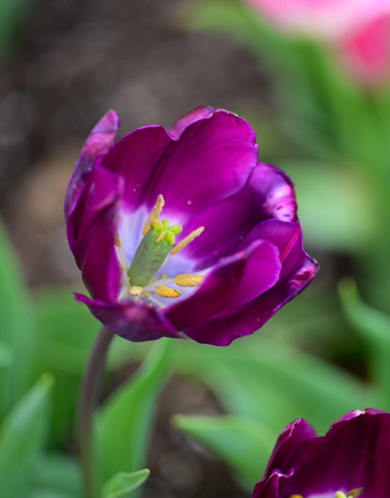 February flowers in Fairhope