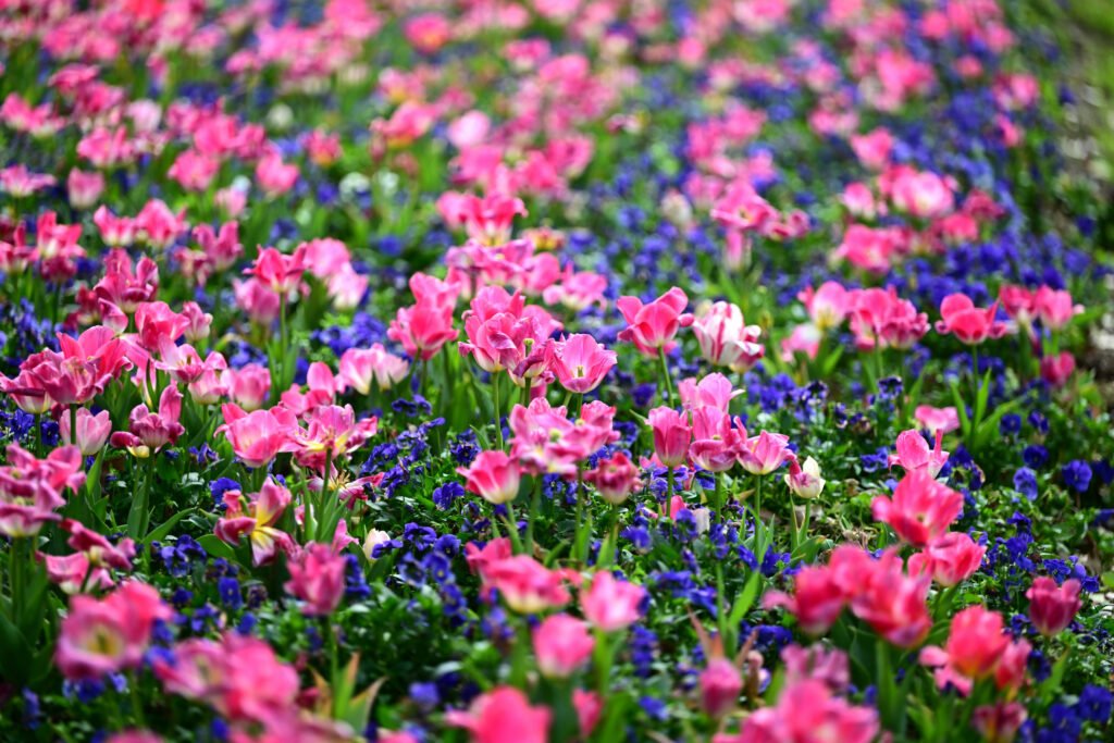 February flowers in Fairhope