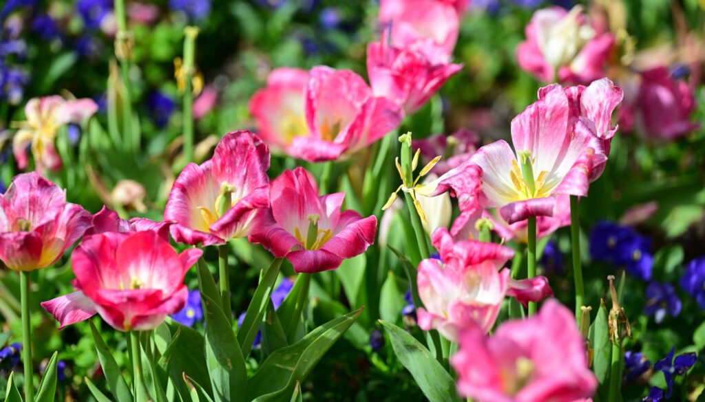 February flowers in Fairhope