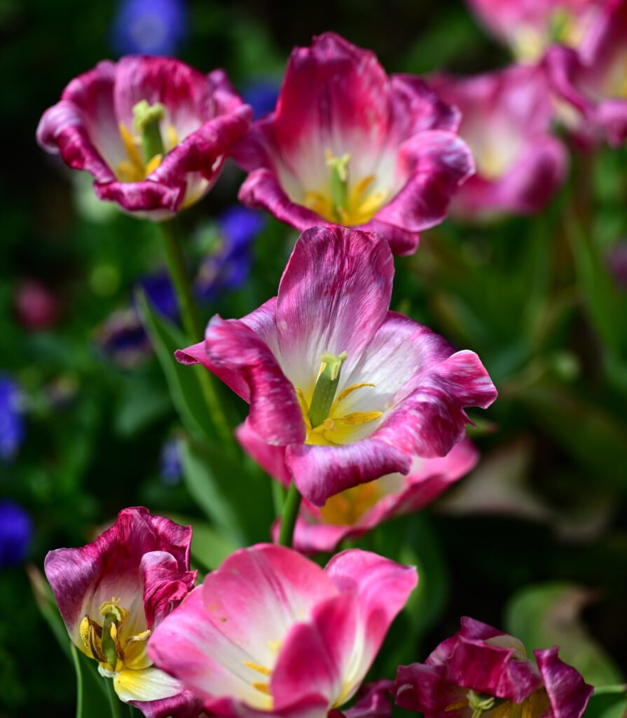 February flowers in Fairhope