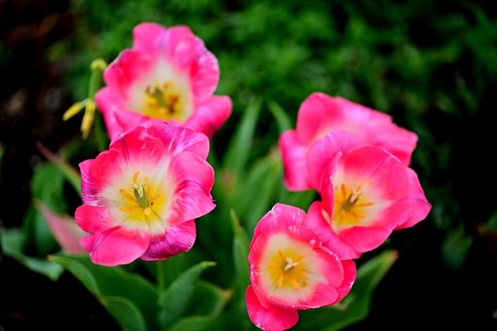 February flowers in Fairhope