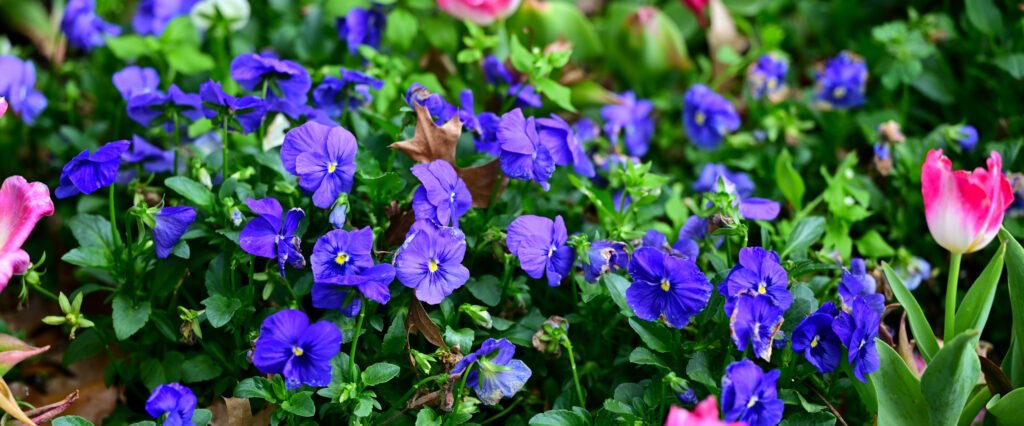 February flowers in Fairhope