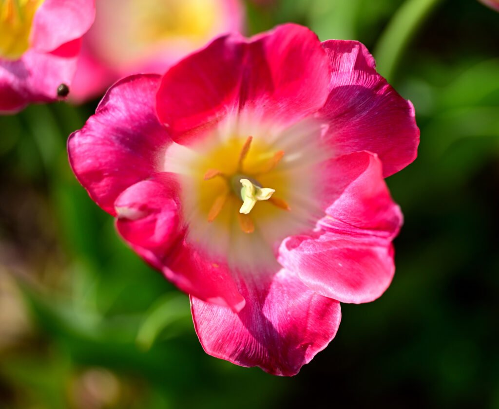 February flowers in Fairhope