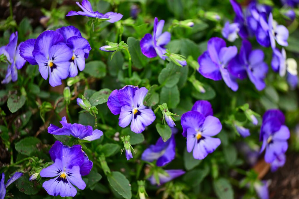 February flowers in Fairhope
