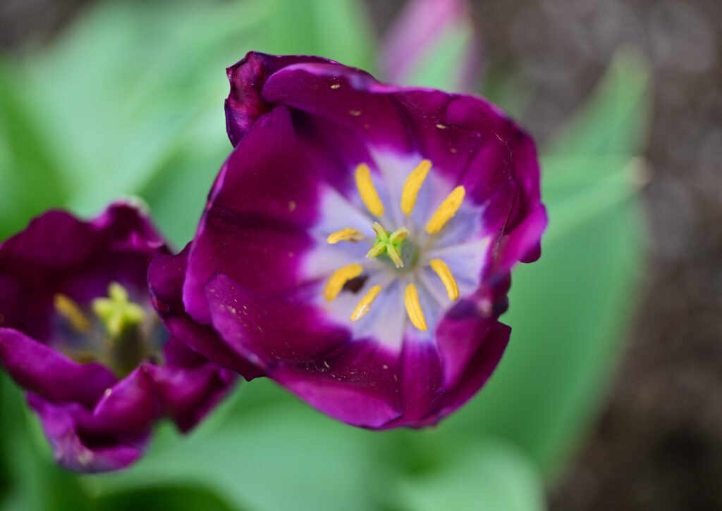 February flowers in Fairhope