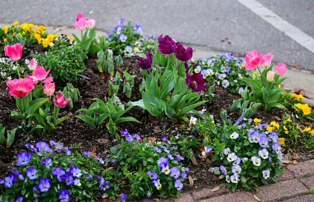 February flowers in Fairhope