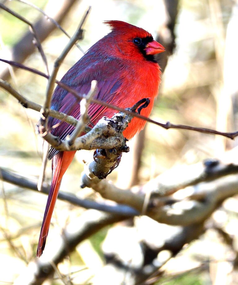 Cardinal in Fairhope FEB 6th 2026